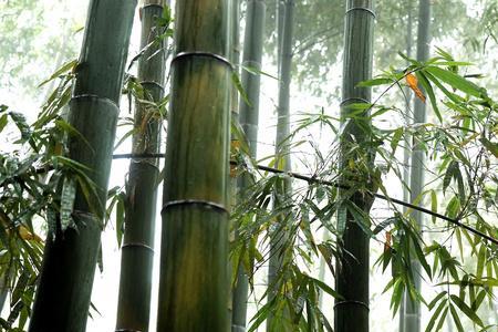 牛毛细雨是什么季节