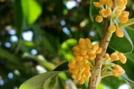 桂花几个花瓣几个花萼