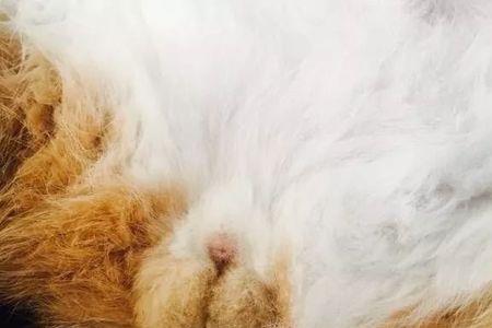 猫宝是什么
