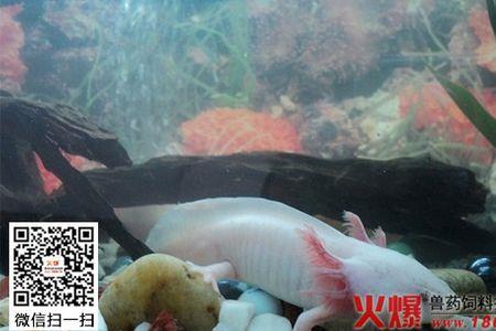六角恐龙一次喂食多少红虫