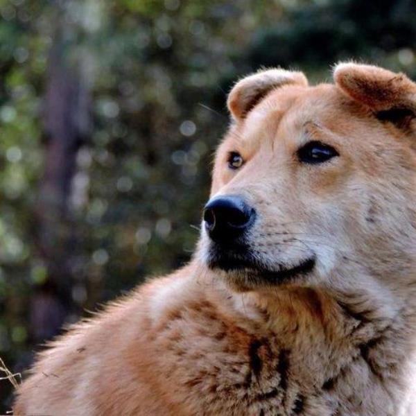 中华田园犬对人类的贡献