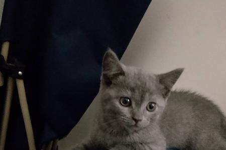 英短蓝猫的自述说明文