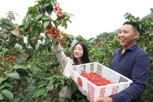云雾樱桃品种介绍