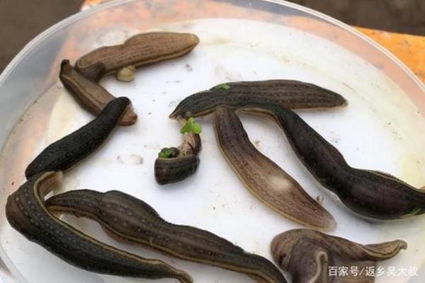 养殖蚂蟥的最佳方法