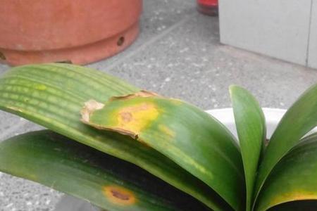散花苗期叶片发黄怎么回事