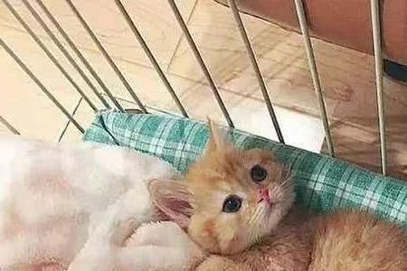 两个月的猫怕冷吗