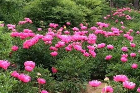 描写芍药和牡丹盛开的句子