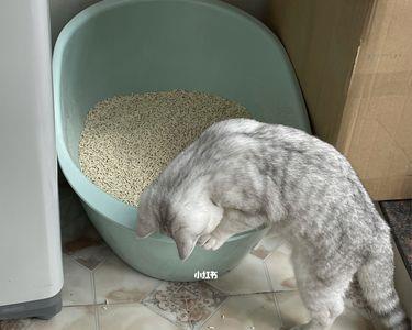 猫上完厕所一直扒拉猫砂盆