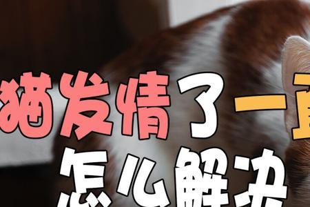 猫一直叫个不停是怎么回事