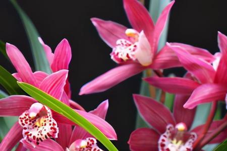细叶红色兰花有四季开花的吗