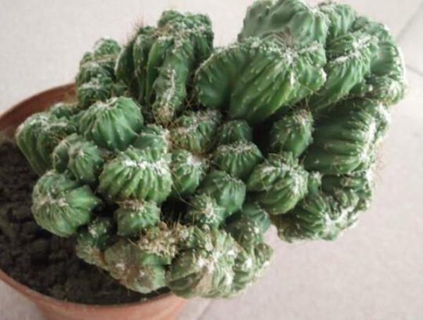 山影仙人掌喜欢碱性还是酸性