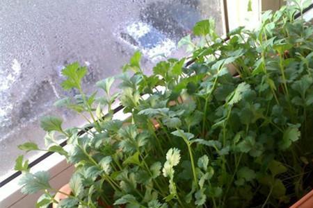 我爱吃香菜什么意思