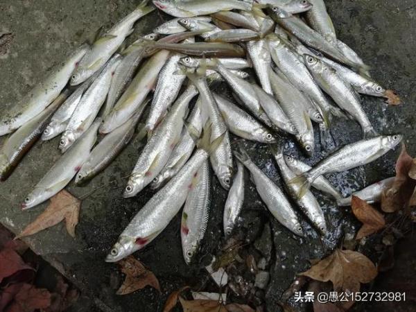 钓白条有什么好窝料