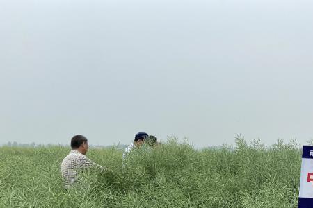 湖北武汉平原种什么油菜籽