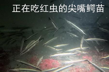火箭鱼多久繁殖一次