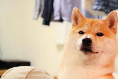 柴犬最大能长多大