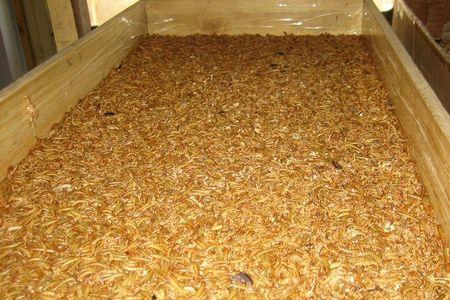 黄粉虫能喂猪吗