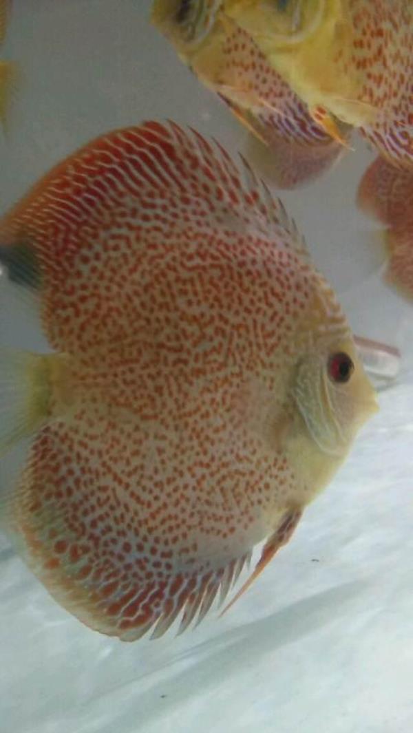 七彩神仙蜘蛛侠饲养手法