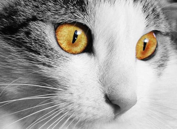 猫咪瞳孔涣散的图片