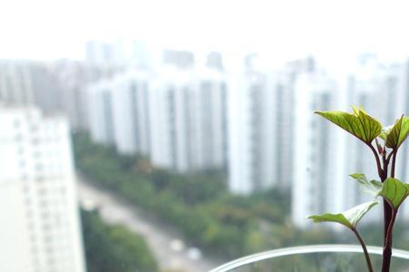 红薯藤直接投水里喂鱼可以吗