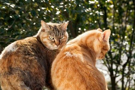 猫咪多久不怕生