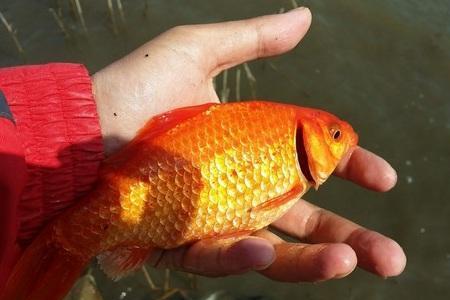 钓红鱼用什么鱼饵