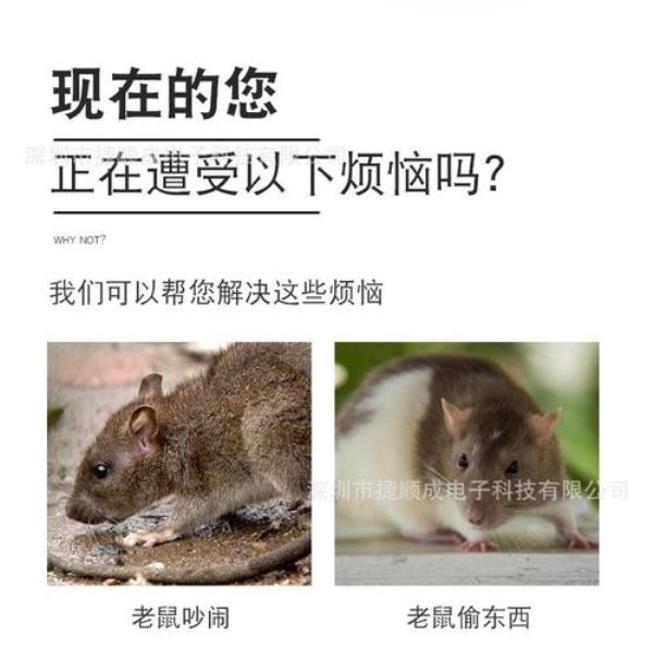 最有效的驱鼠方法