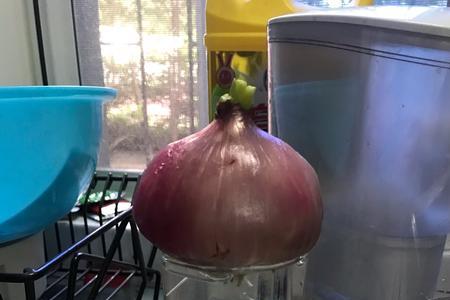 水泡洋葱为什么不发芽