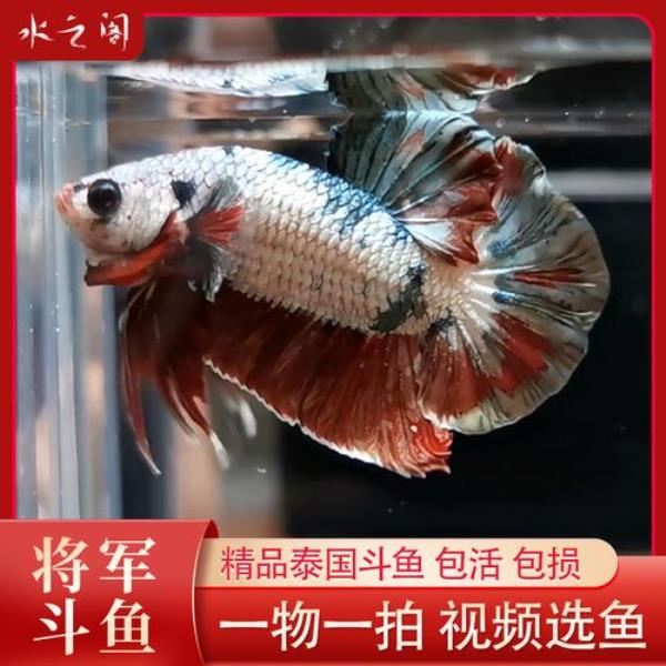 泰国斗鱼公吐泡泡必须放母鱼吗