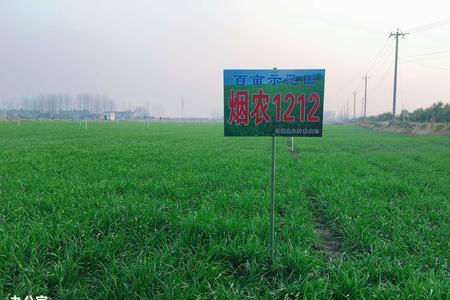 烟农1212哪个包装正规