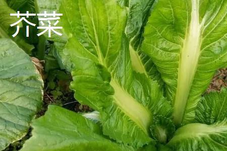 接芥菜的方法