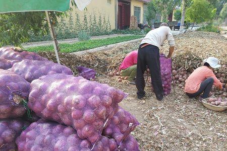 皮芽子收了后冬季怎么保存