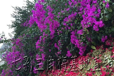 三角梅塔紫花期多长