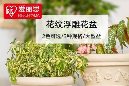 瓷盆养花，瓷盆养花好吗