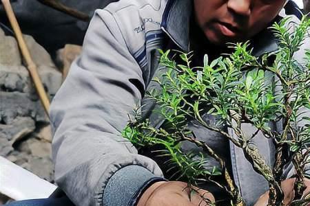 黄杨老桩在夏天换盆如何快发芽