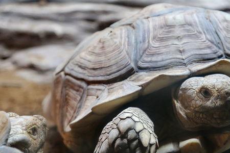 乌龟可以生活在陆地上吗