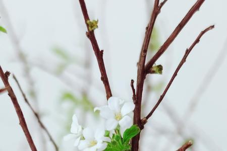 雪柳开花后会不会掉满地