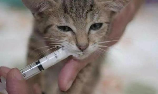成猫流食一次喂多少毫升