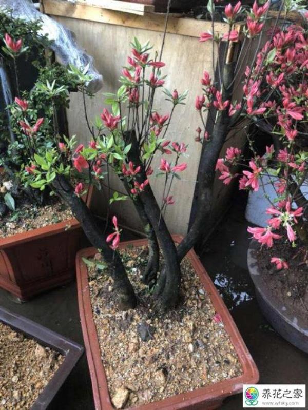 杜鹃花树桩催芽方法