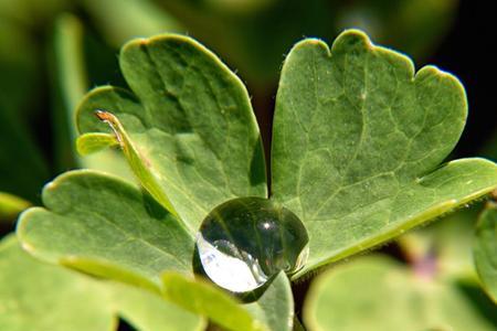 雨滴叶子蔫了怎么回事