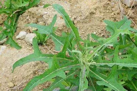 与苣荬菜相似的菜