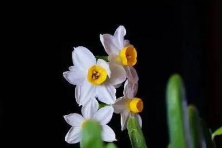 花中隐指的是什么花