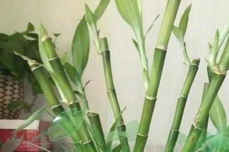 蓝月亮瓶子改造花盆步骤