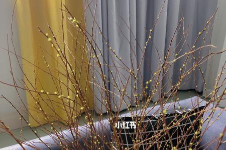雪柳几月份买