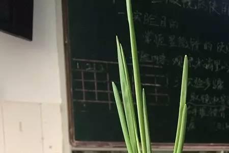 水培洋葱白的好还是紫的好