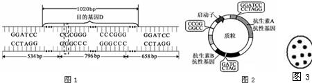 基因工程中bp代表什么