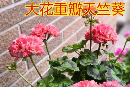 大花天竺葵怎么养成棒棒糖