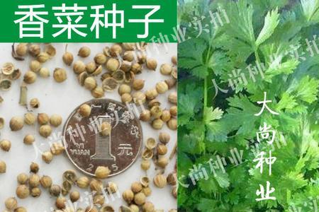 香菜开花后多长时间能采摘种子