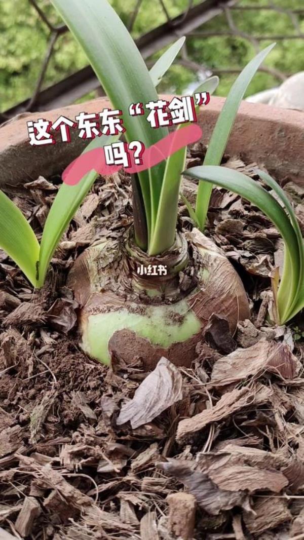 朱顶红抽花剑时要不要剪掉叶子