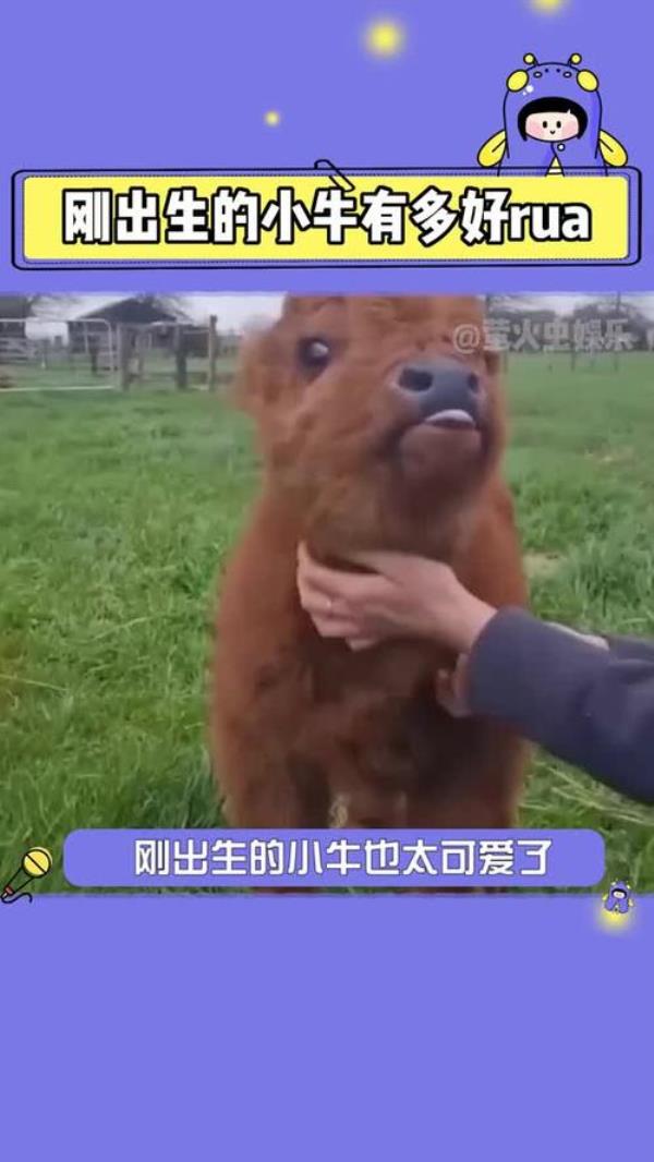 小牛的正常体温是多少